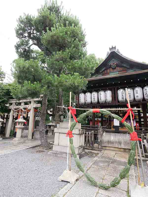 満足稲荷神社のクロガネモチ