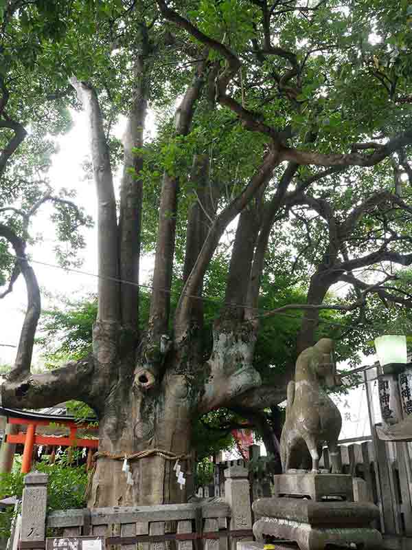 満足稲荷神社のクロガネモチ