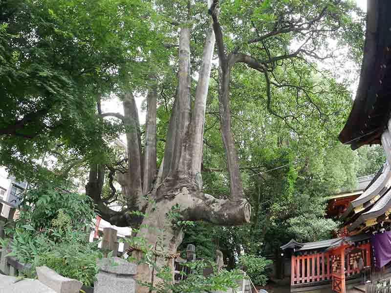 満足稲荷神社のクロガネモチ