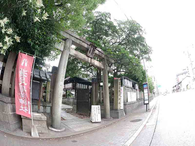 満足稲荷神社のクロガネモチ