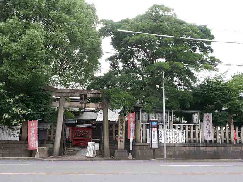 満足稲荷神社のクロガネモチ