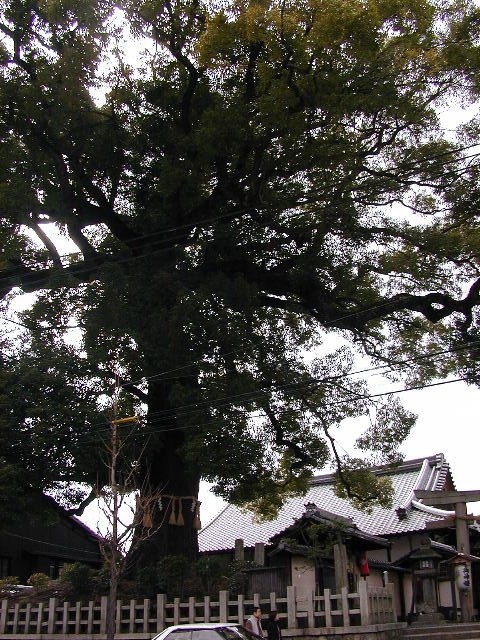 ２０００年新熊野神社の大樟