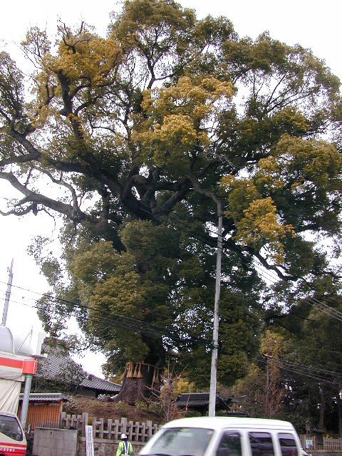 ２０００年新熊野神社の大樟