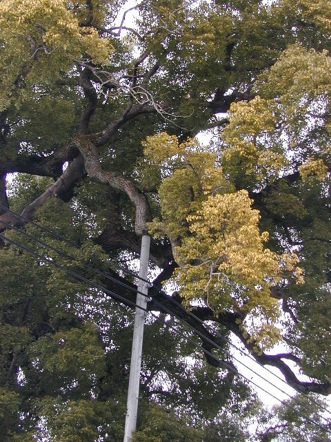 ２０００年新熊野神社の大樟