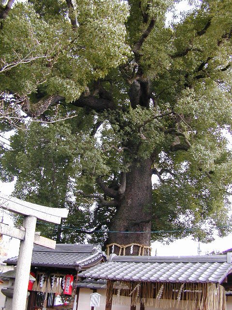 ２０００年新熊野神社の大樟