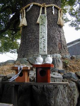 ２０００年新熊野神社の大樟