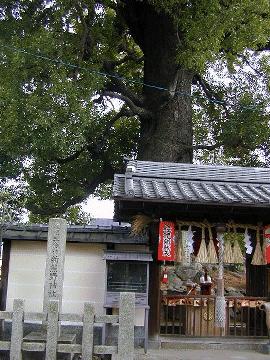 ２０００年新熊野神社の大樟