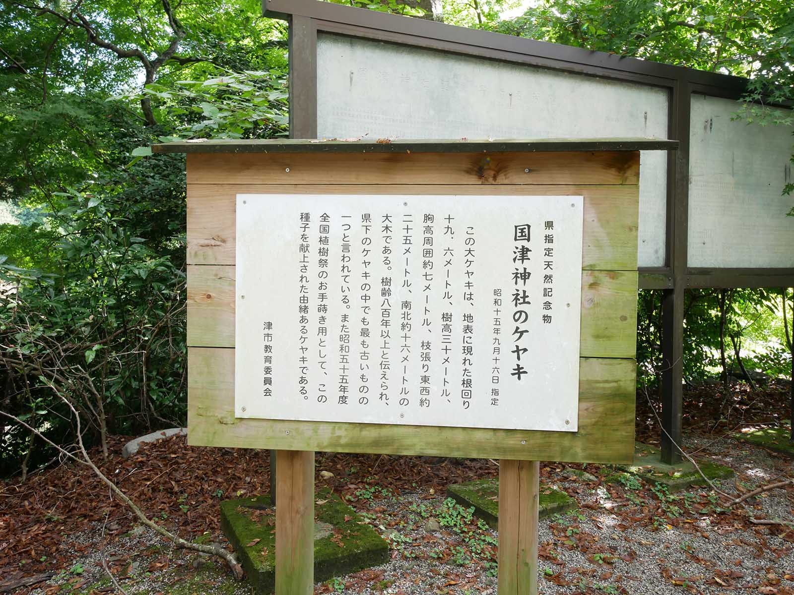 国津神社のｹﾔｷ