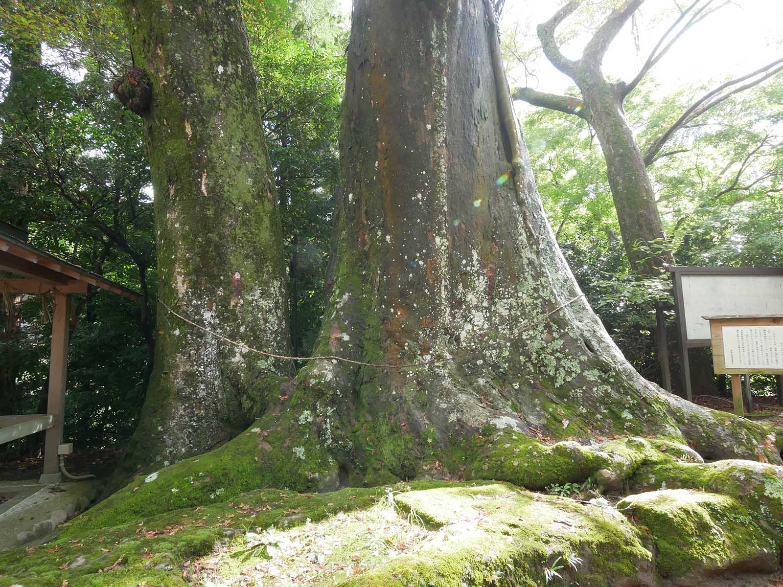 国津神社のｹﾔｷ