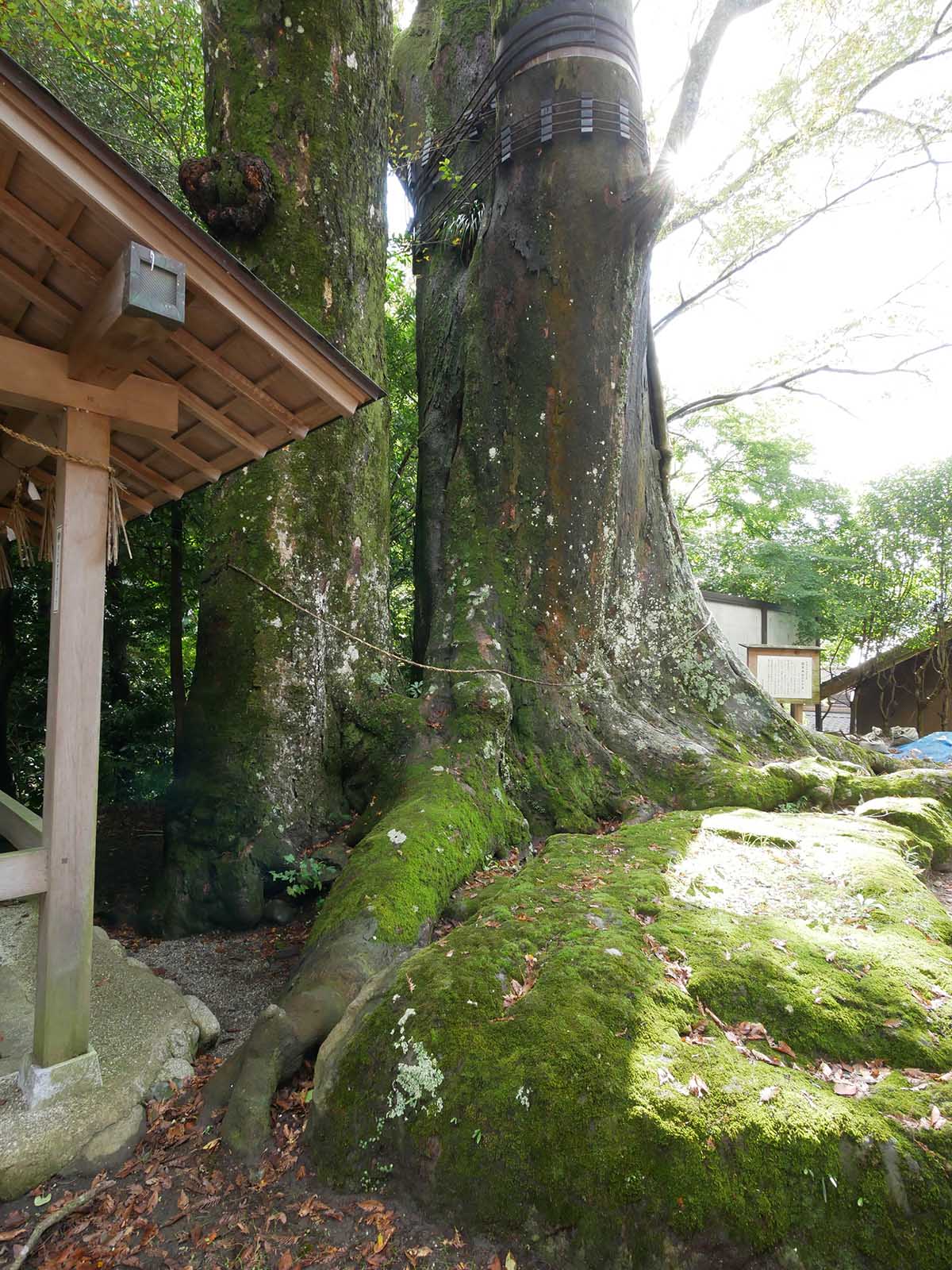 国津神社のけやき