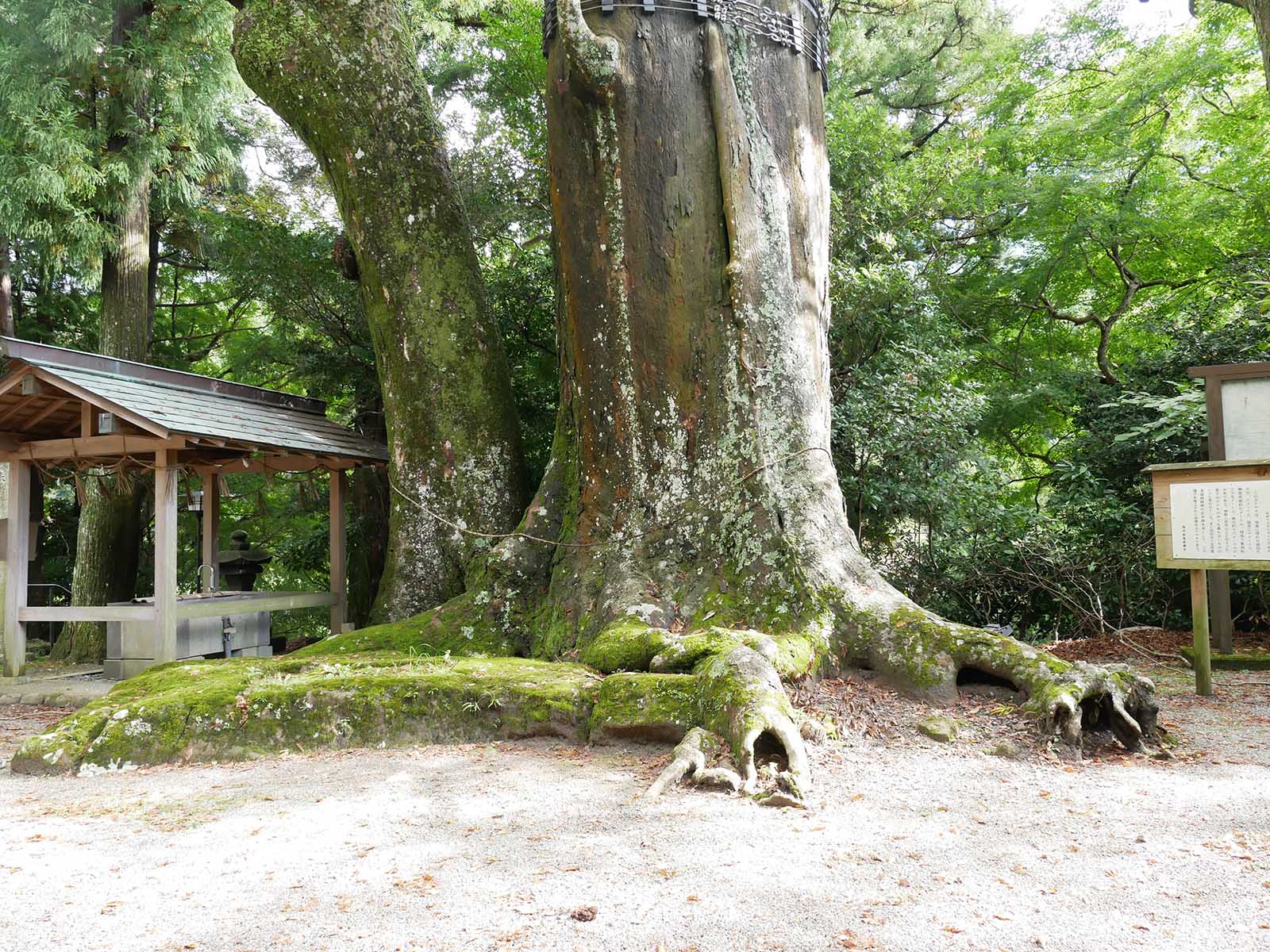 国津神社の大欅