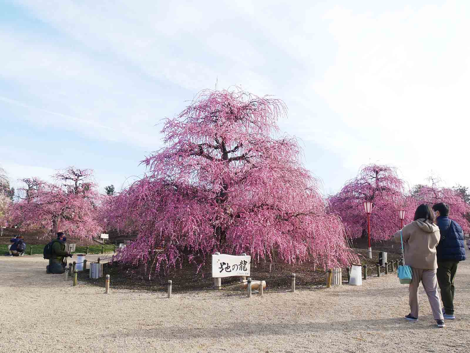 鈴鹿の森庭園の梅