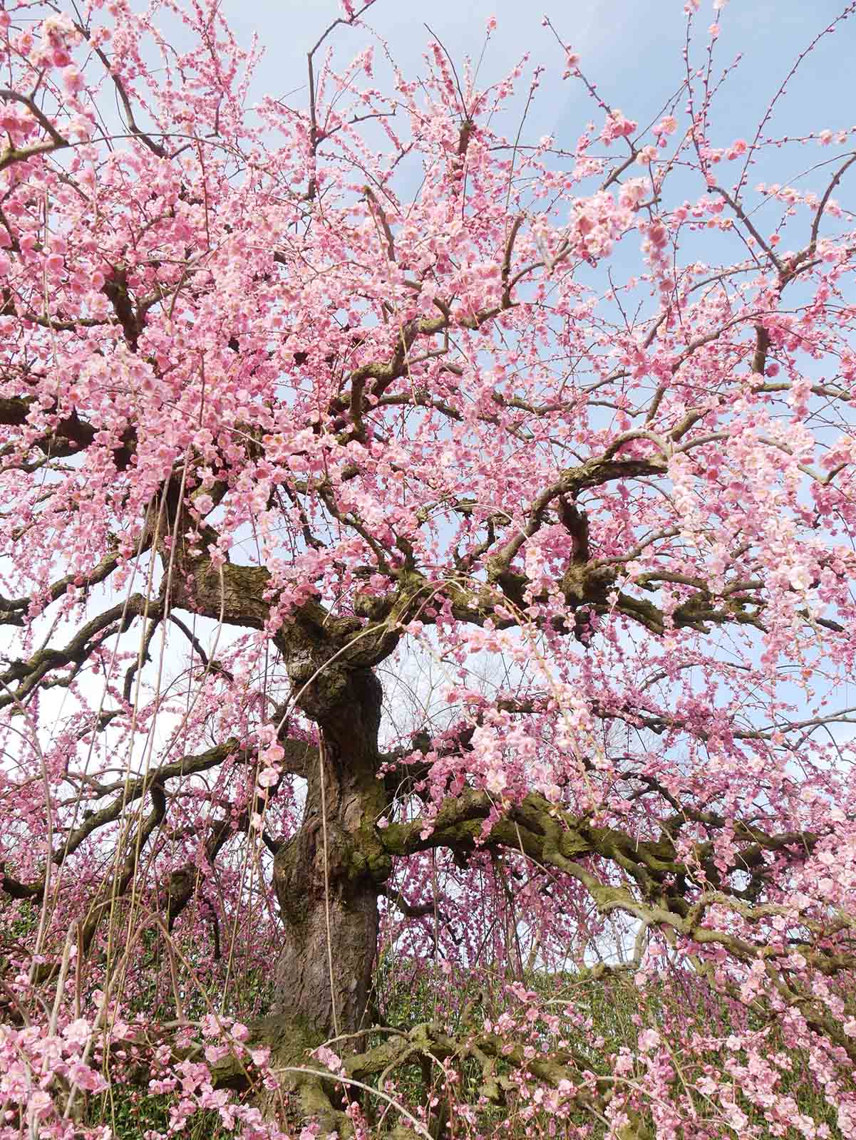 鈴鹿の森庭園の梅