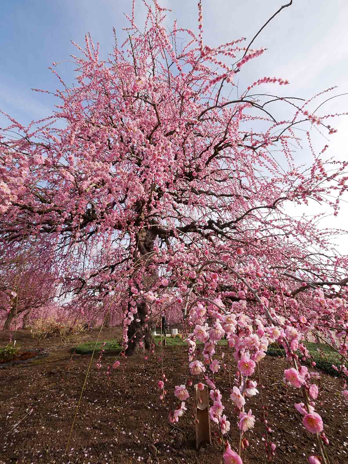 鈴鹿の森庭園の梅