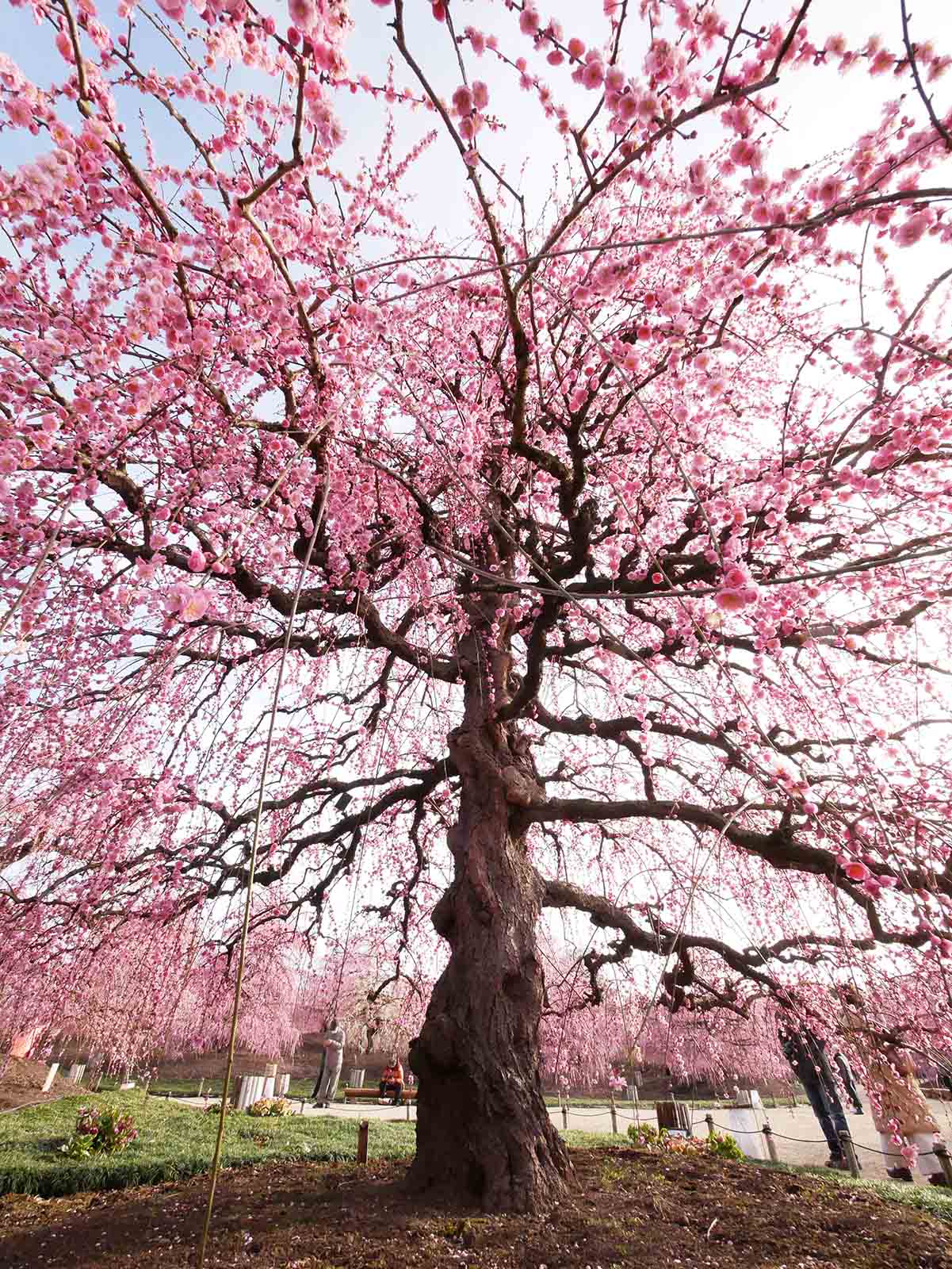 鈴鹿の森庭園の梅