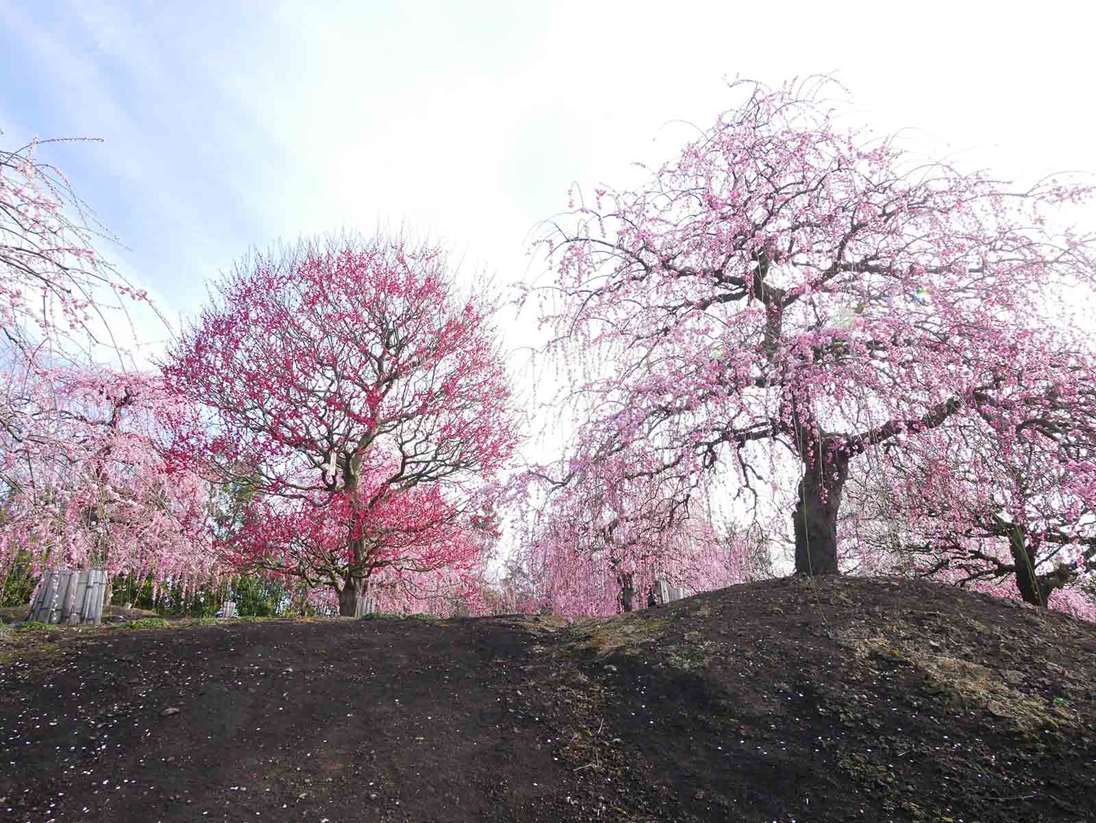 鈴鹿の森庭園の梅