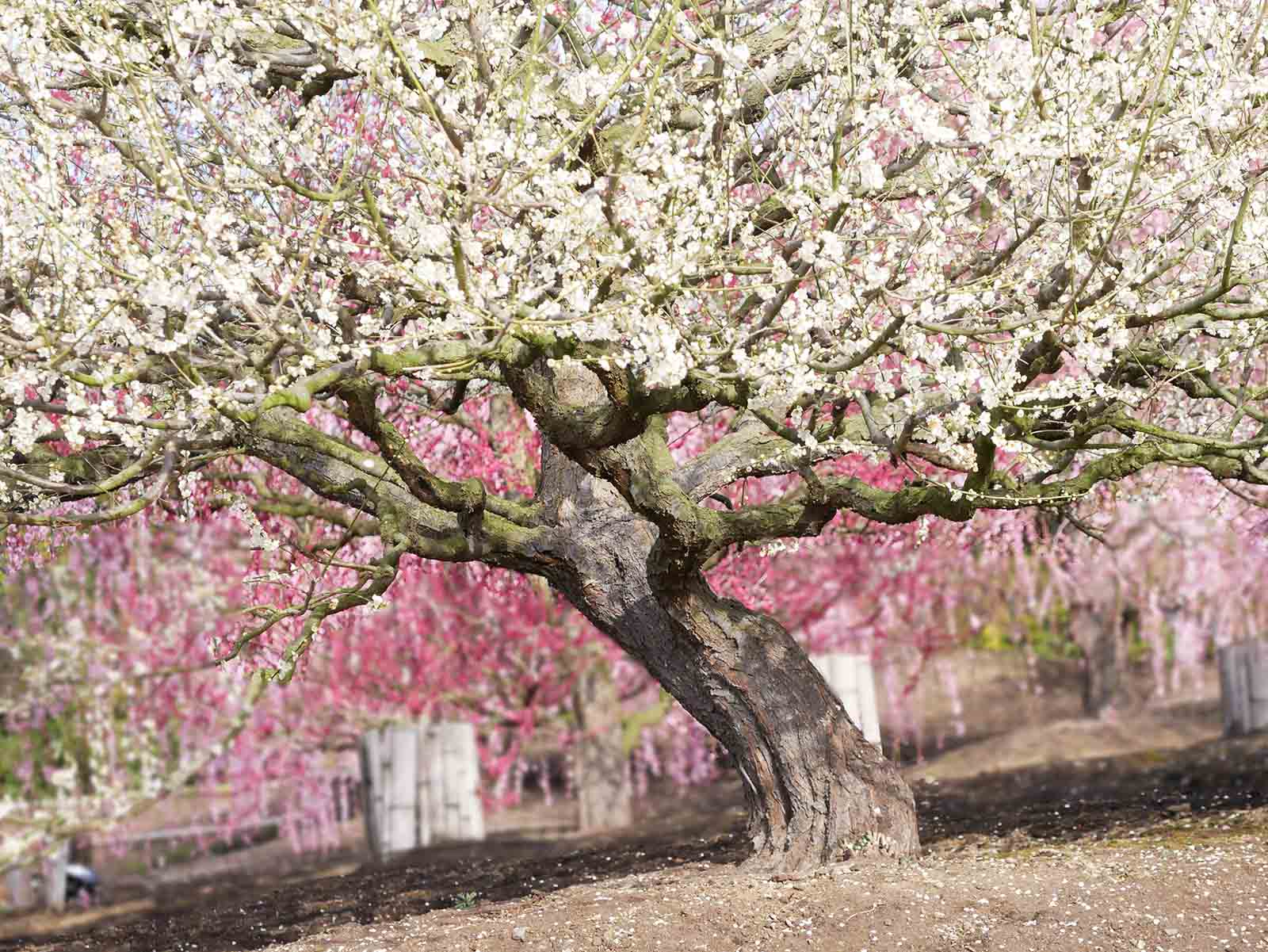 鈴鹿の森庭園の梅