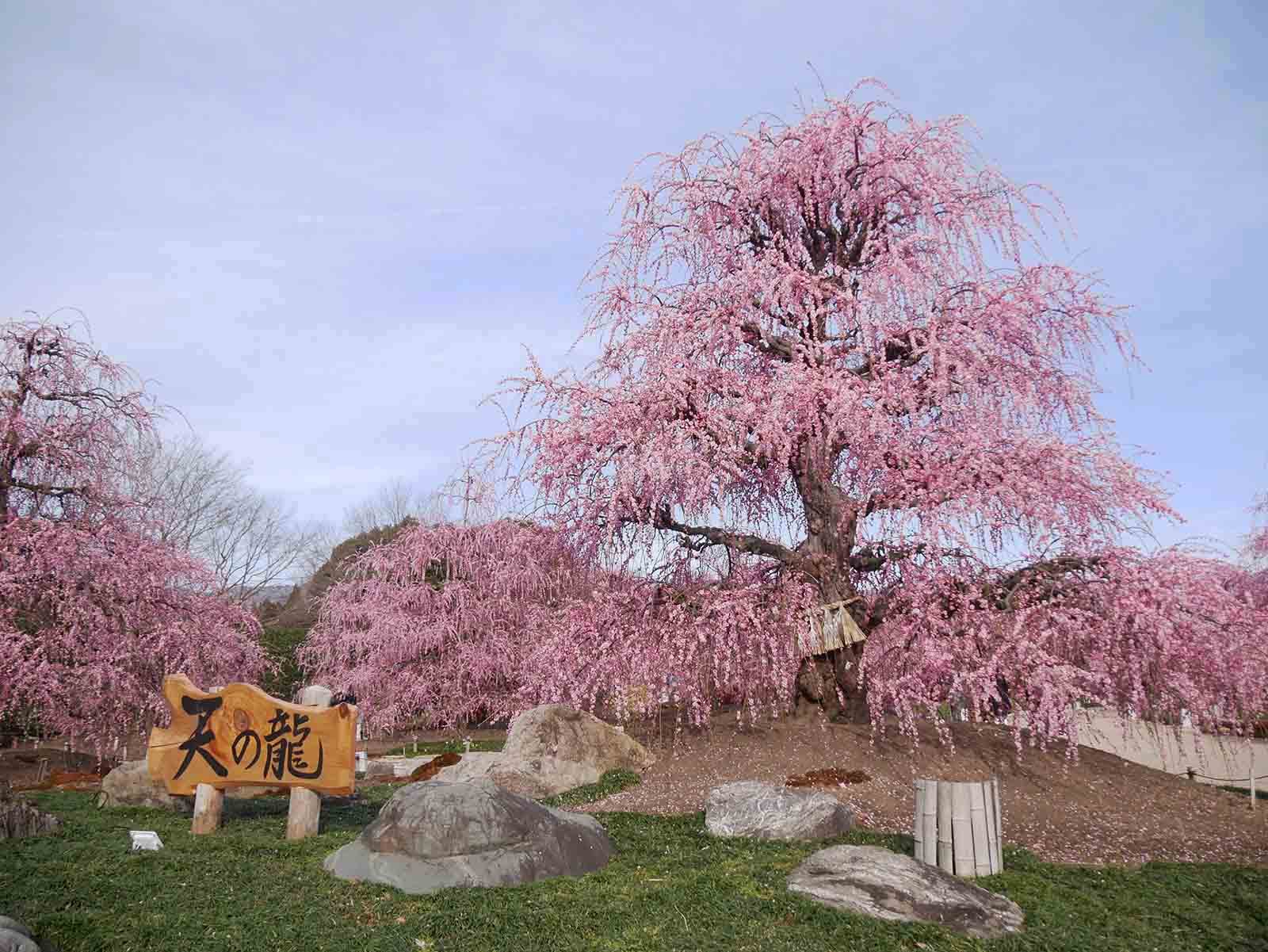 鈴鹿の森庭園の梅