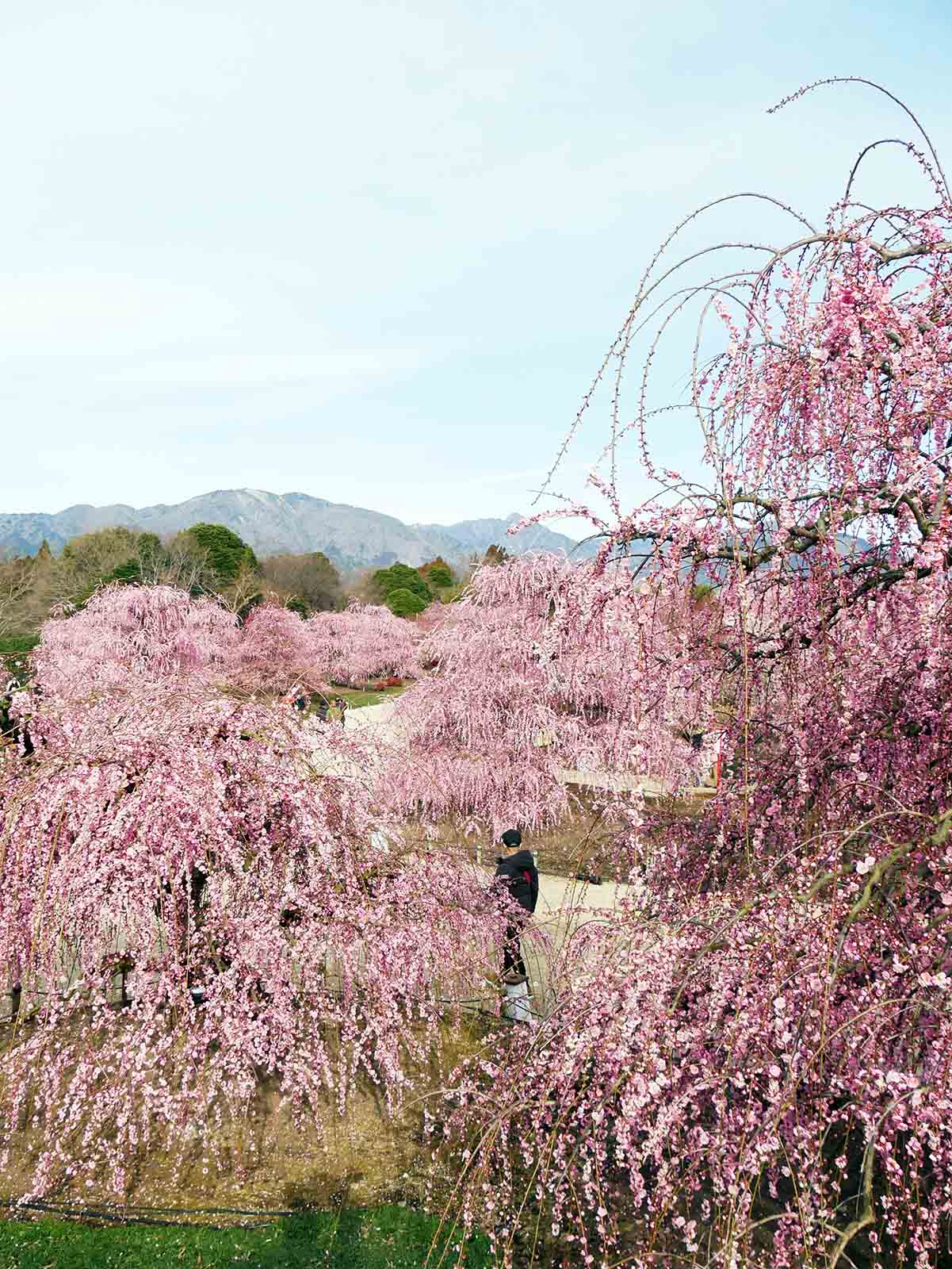 鈴鹿の森庭園の梅