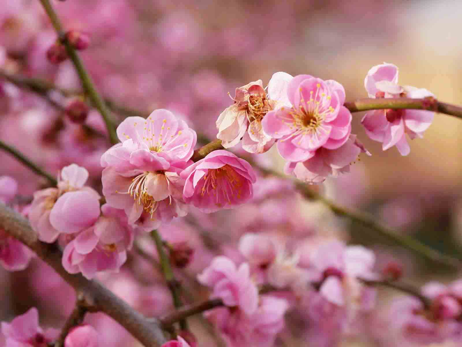 鈴鹿の森庭園の梅