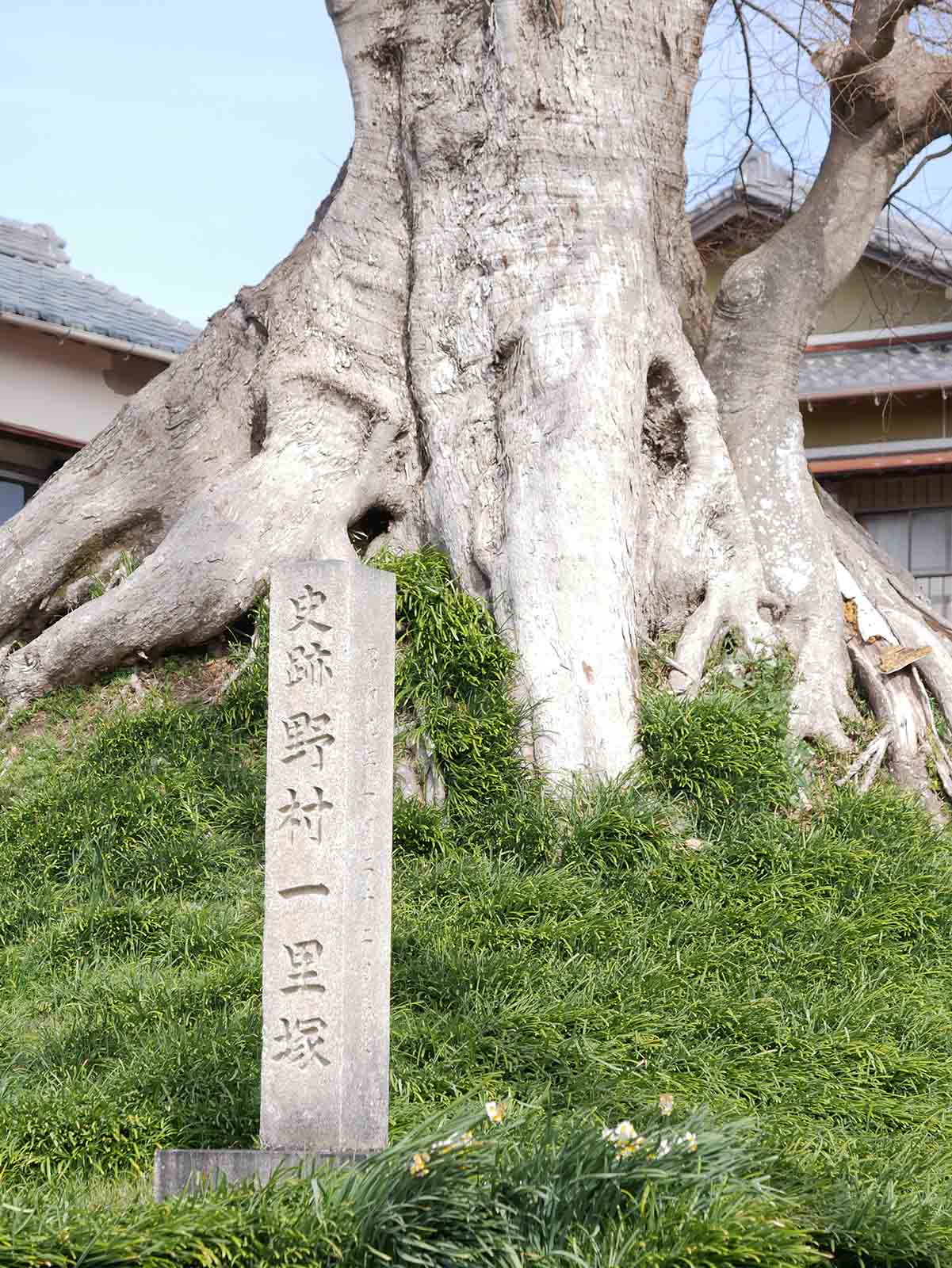 上野村一里塚のムク