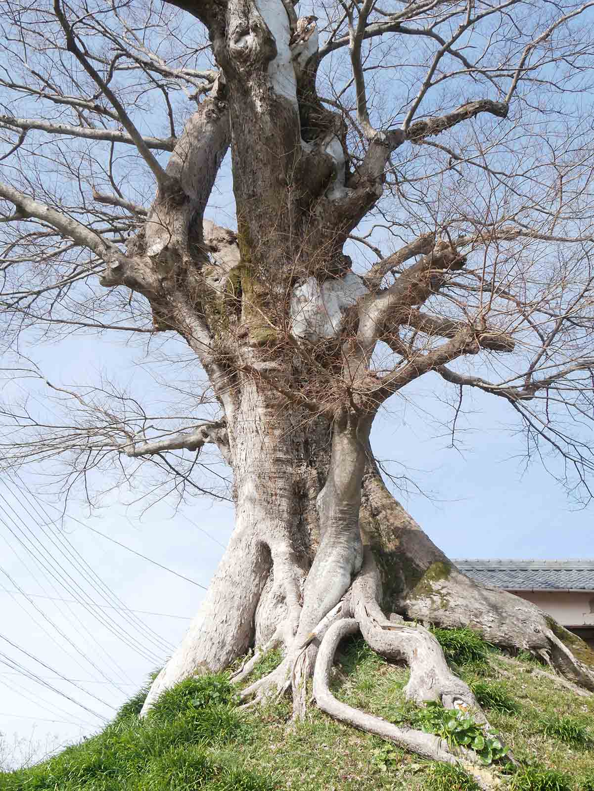 上野村一里塚のムク