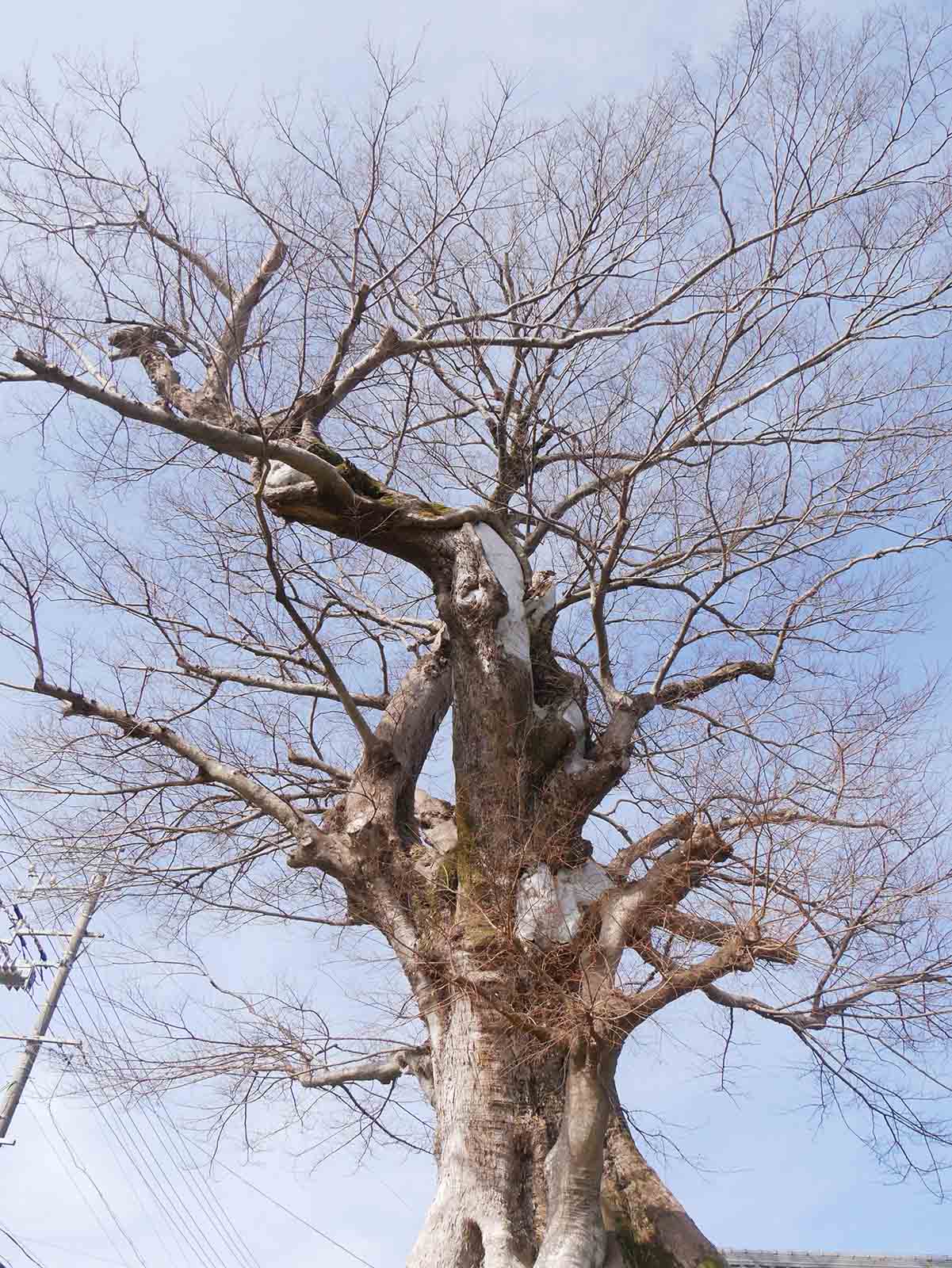 上野村一里塚のムク