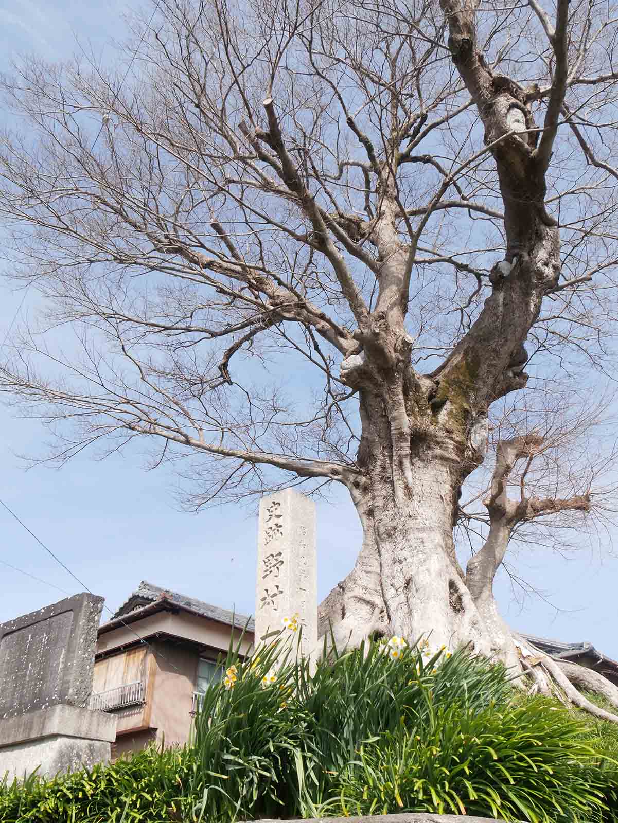 上野村一里塚のムク