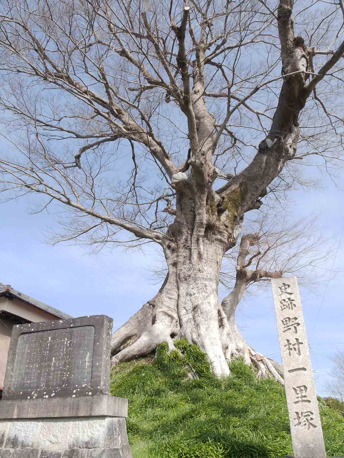 上野村一里塚のムク