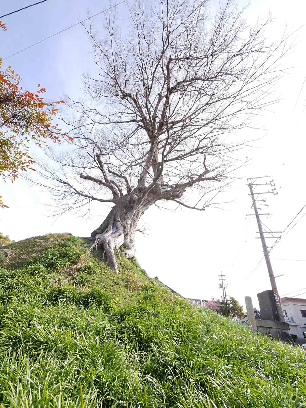 上野村一里塚のムク