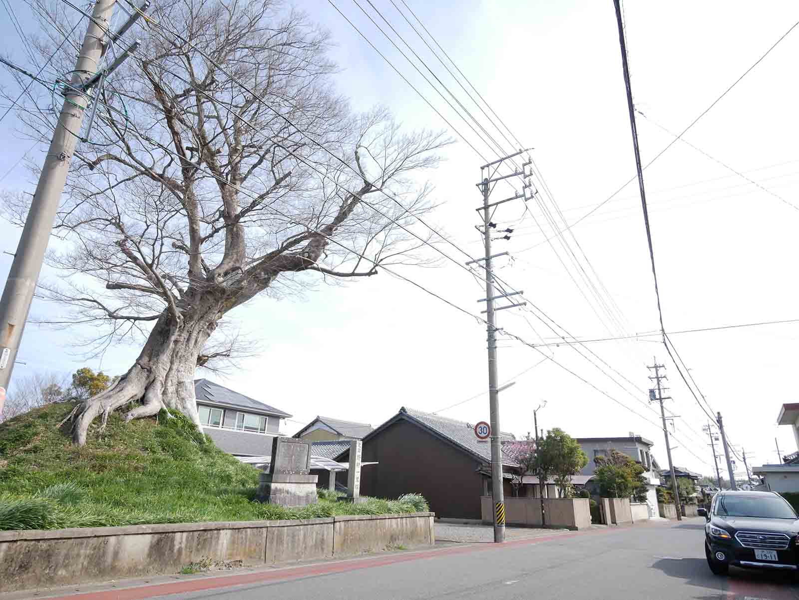 上野村一里塚のムク