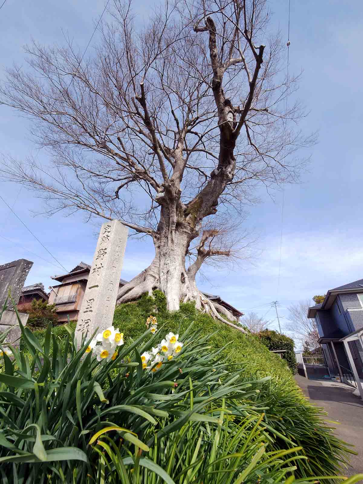 上野村一里塚のムク