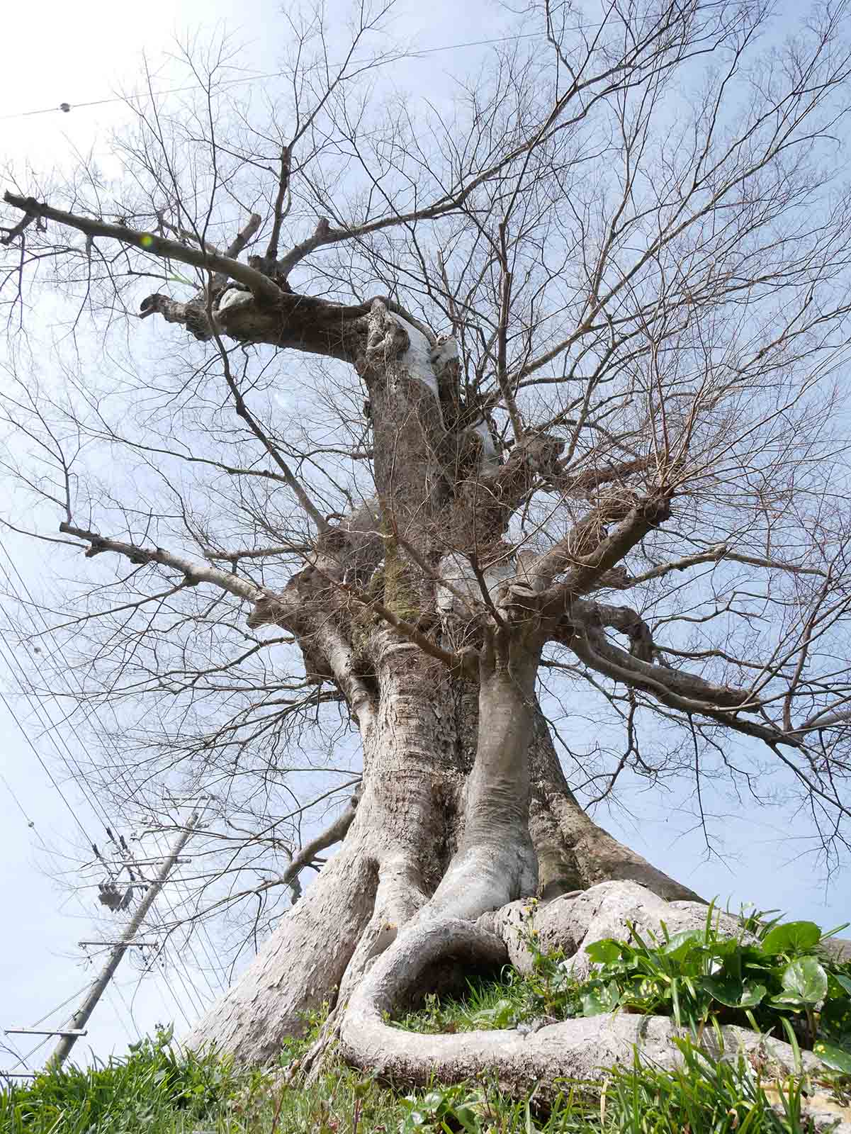 上野村一里塚のムク