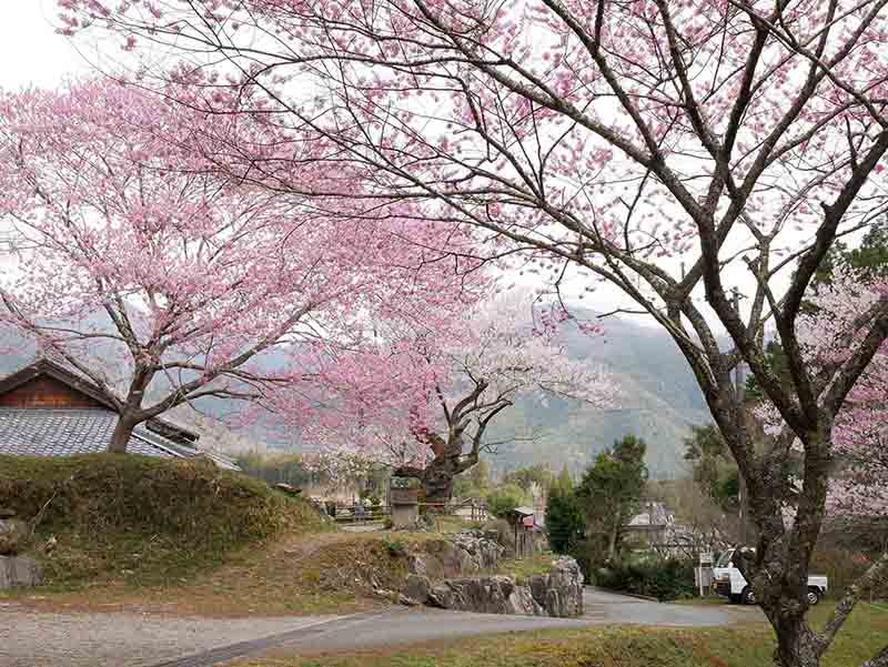 春谷寺のエドヒガン桜