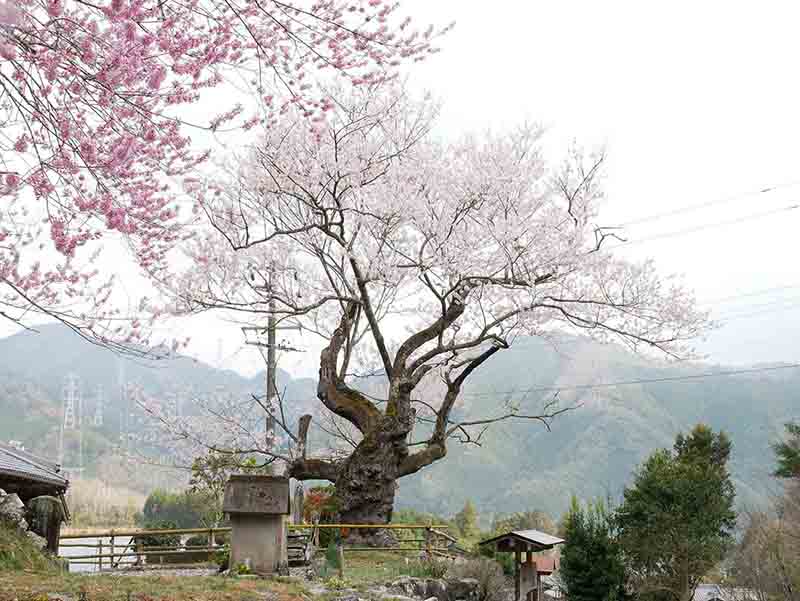 春谷寺のエドヒガン桜