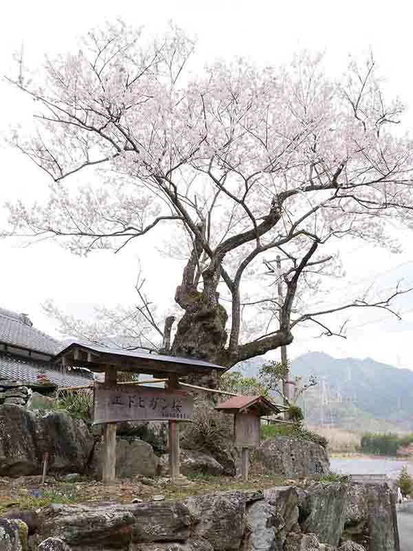 春谷寺のエドヒガン桜