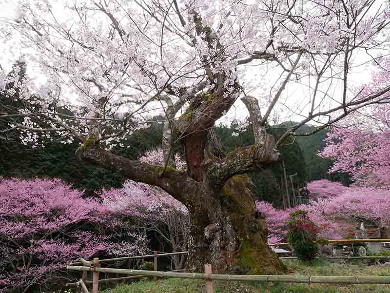 春谷寺のエドヒガン桜