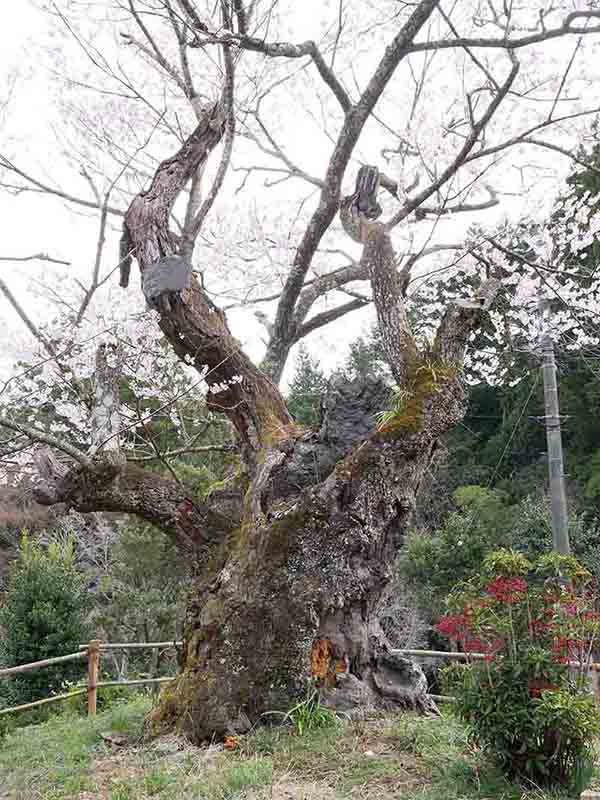 春谷寺のエドヒガン桜