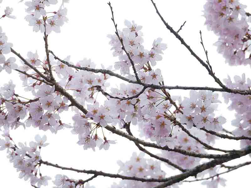 春谷寺のエドヒガン桜