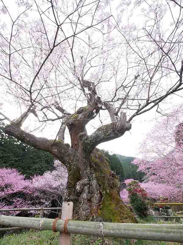 春谷寺のエドヒガン桜