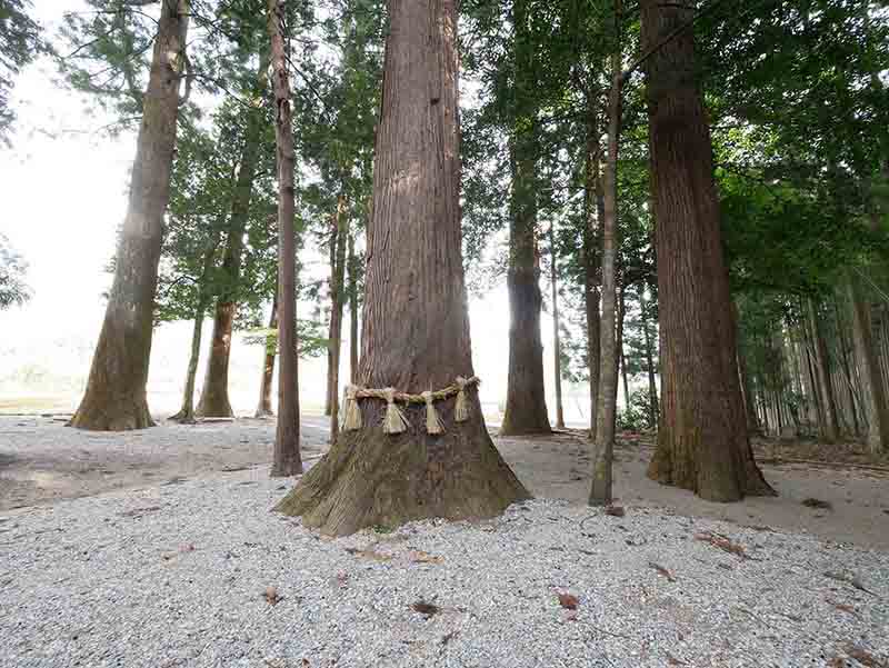 有間野神社のスギ