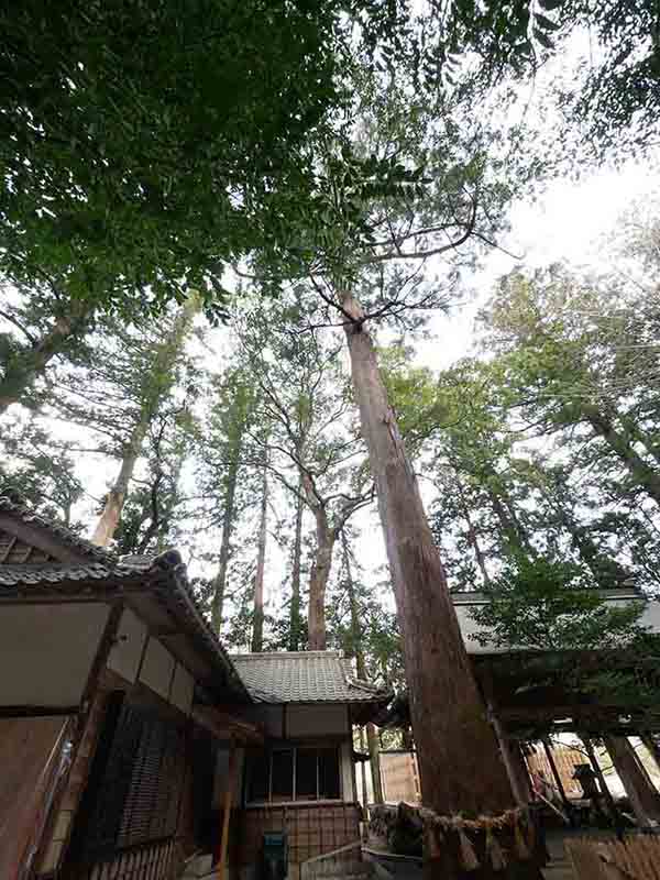 有間野神社のスギ