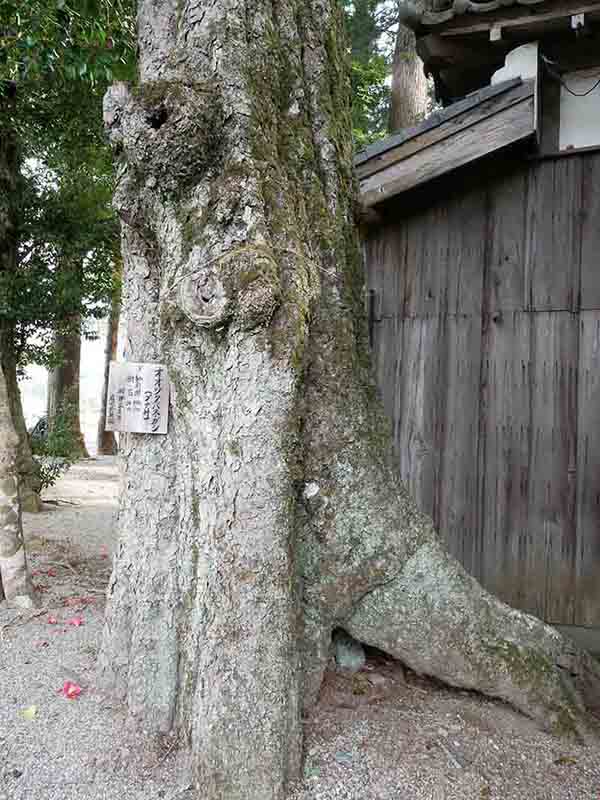 有間野神社のツクバネガシ