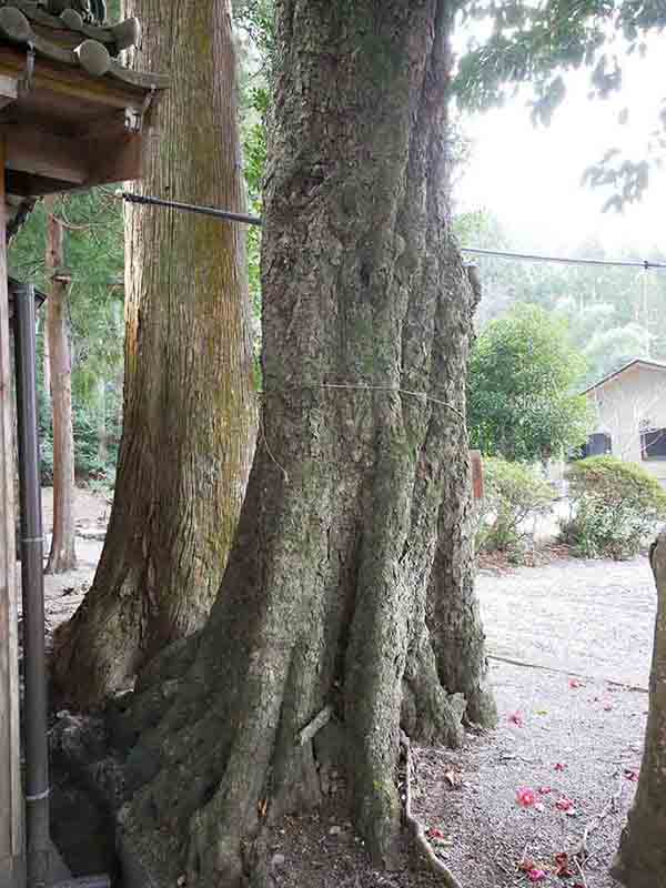 有間野神社のツクバネガシ