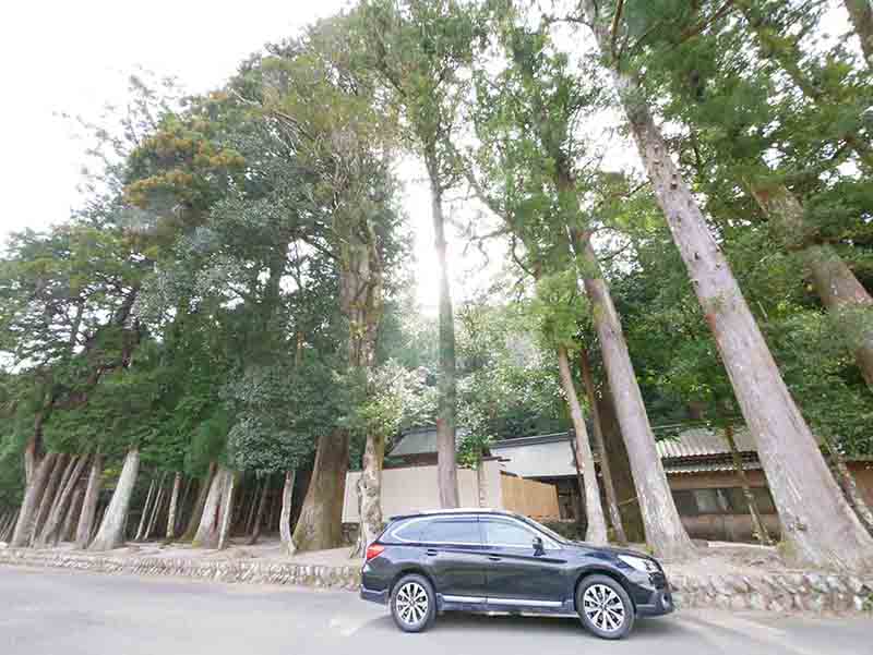 有間野神社のツクバネガシ