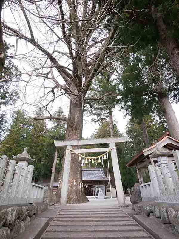 花岡神社のイチョウ