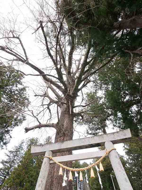 花岡神社のイチョウ