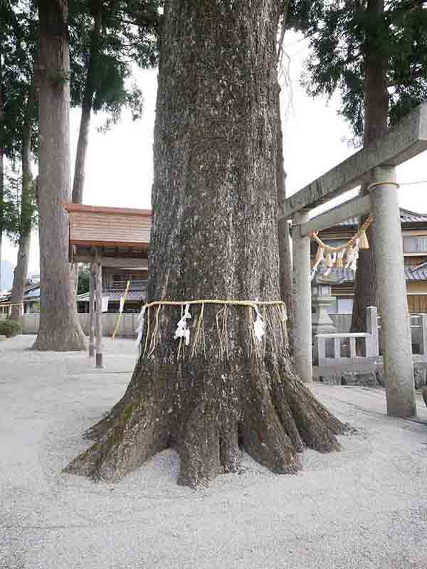 花岡神社のイチョウ