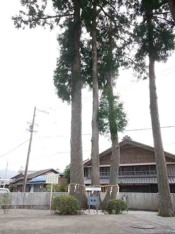 花岡神社の親子杉