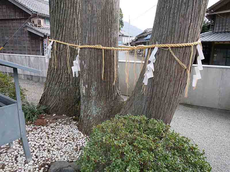 花岡神社の親子杉